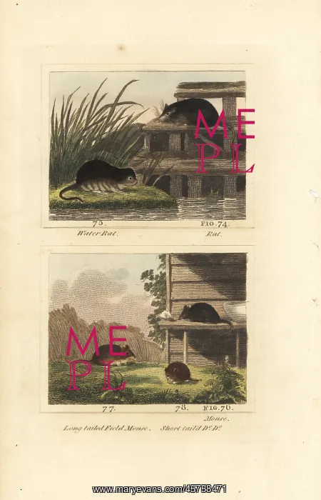  : Species of mice, rats and voles