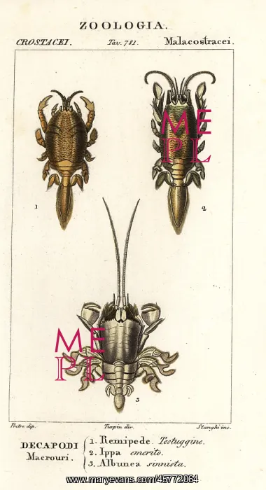 : Species of mole crabs or sand crabs : Species of mole crabs or sand crabs
