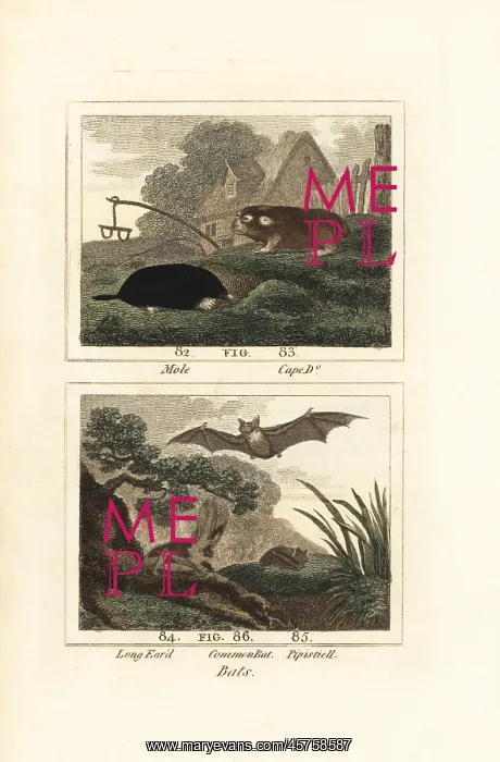 : Species of mole, mole-rat and bats : Species of mole, mole-rat and bats