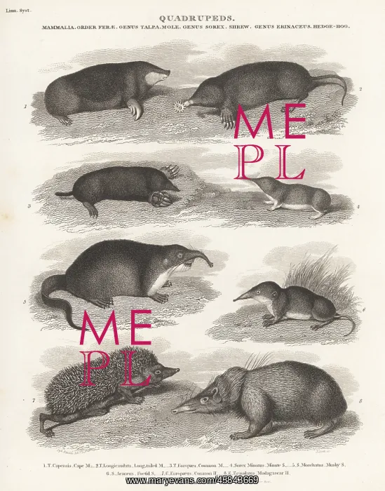 : Species of mole, shrew and hedgehog : Species of mole, shrew and hedgehog