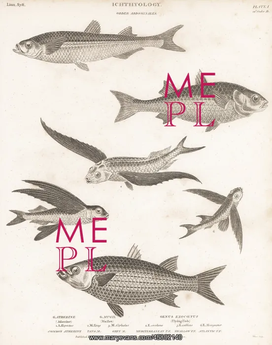 : Species of mullet, smelt, flyingfish, etc : Species of mullet, smelt, flyingfish, etc