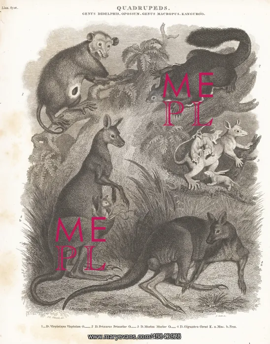 : Species of opossum and kangaroo : Species of opossum and kangaroo