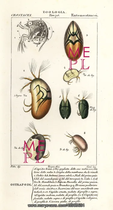 : Species of ostracods : Species of ostracods