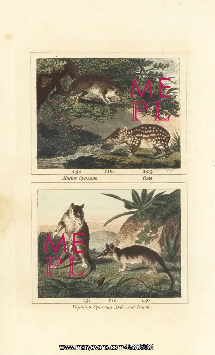: Species of paca and opossum : Species of paca and opossum