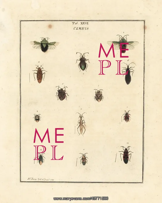 : Species of parasitic and shield bugs : Species of parasitic and shield bugs