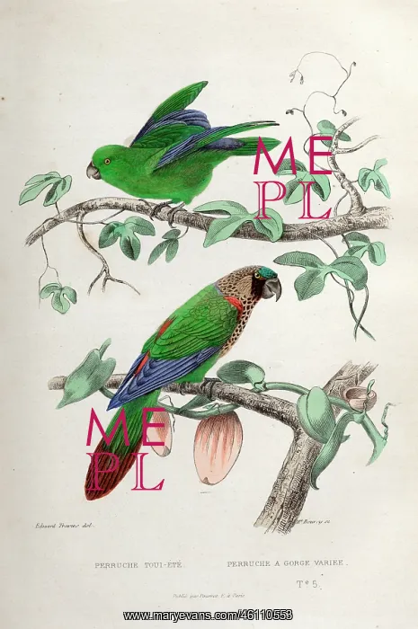 : Two species of parrot : Two species of parrot