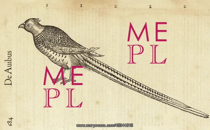  : Species of pheasant, perhaps the ring-necked pheasant
