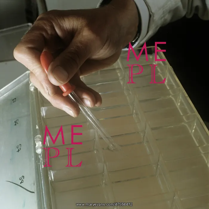 : Species of prawn and shrimp reared at the Museum : Species of prawn and shrimp reared at the Museum