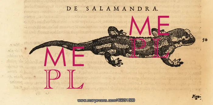 : Species of salamander, possibly the fire salamander : Species of salamander, possibly the fire salamander