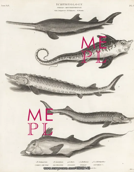 : Species of sawfish, endangered sturgeon, and rabbit fish : Species of sawfish, endangered sturgeon, and rabbit fish