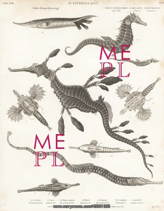  : Species of seadragon, seahorse, seamoth, etc