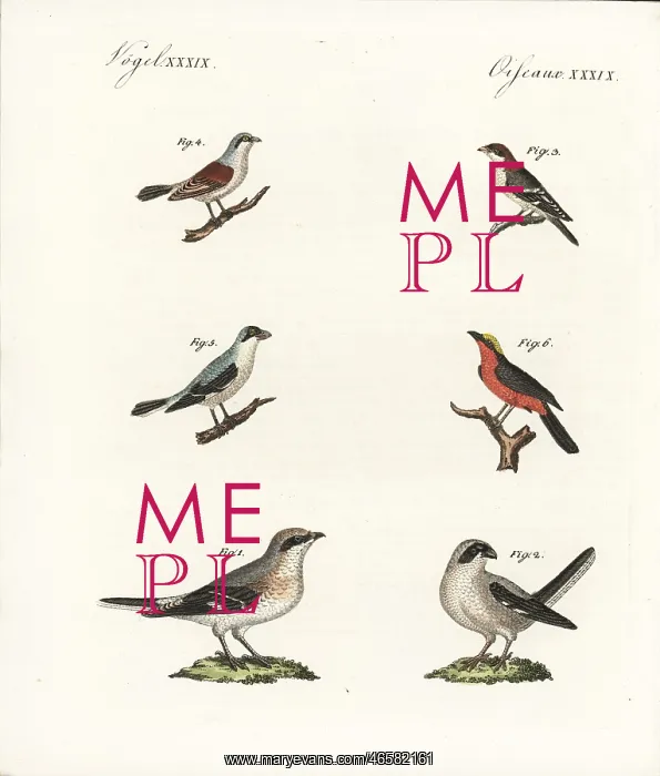 : Species of shrikes : Species of shrikes