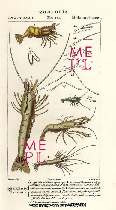 : Species of shrimp : Species of shrimp