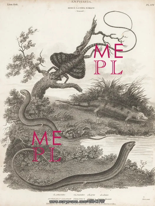: Species of skink, lizard and flying dragon : Species of skink, lizard and flying dragon
