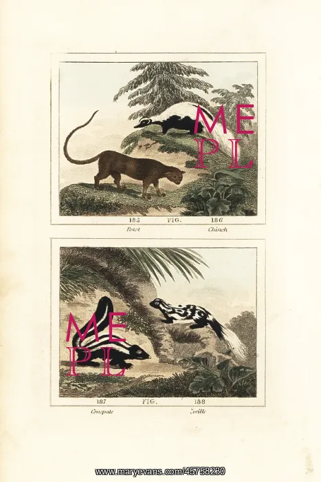 : Species of skunk : Species of skunk
