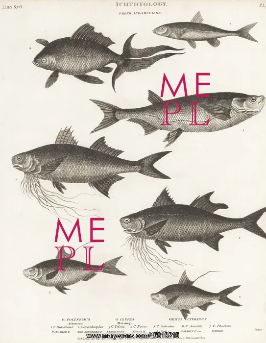 : Species of threadfin, gizzard shad, goldfish, etc : Species of threadfin, gizzard shad, goldfish, etc