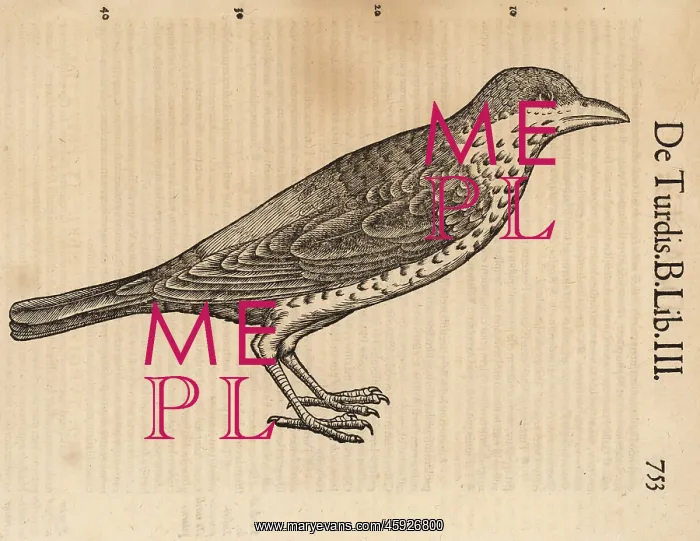: Species of thrush, possibly the song thrush, Turdus : Species of thrush, possibly the song thrush, Turdus