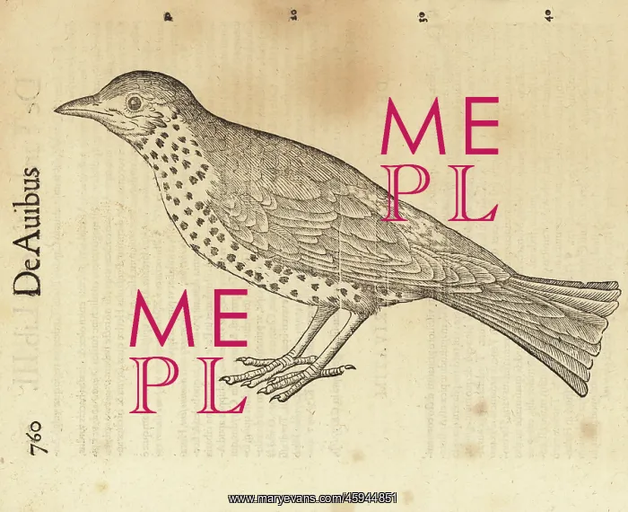 : Species of thrush, possibly the song thrush, Turdus : Species of thrush, possibly the song thrush, Turdus