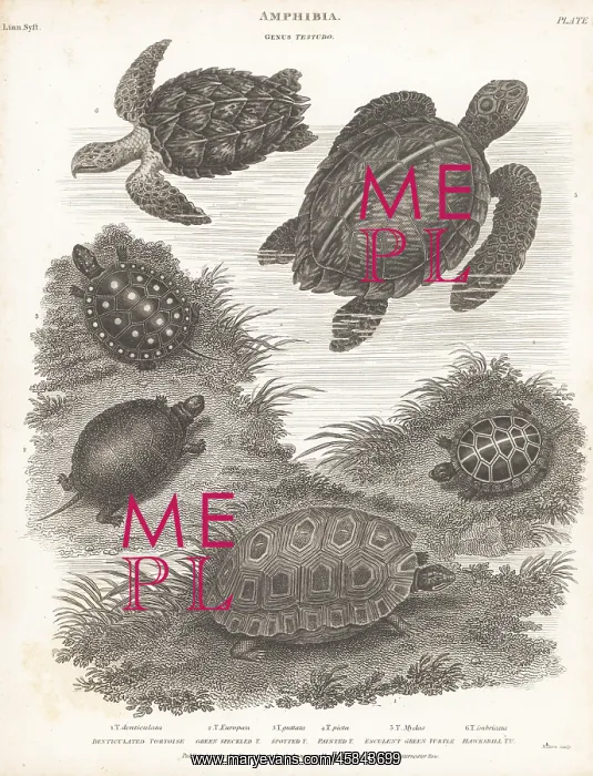 : Species of turtles and tortoises : Species of turtles and tortoises