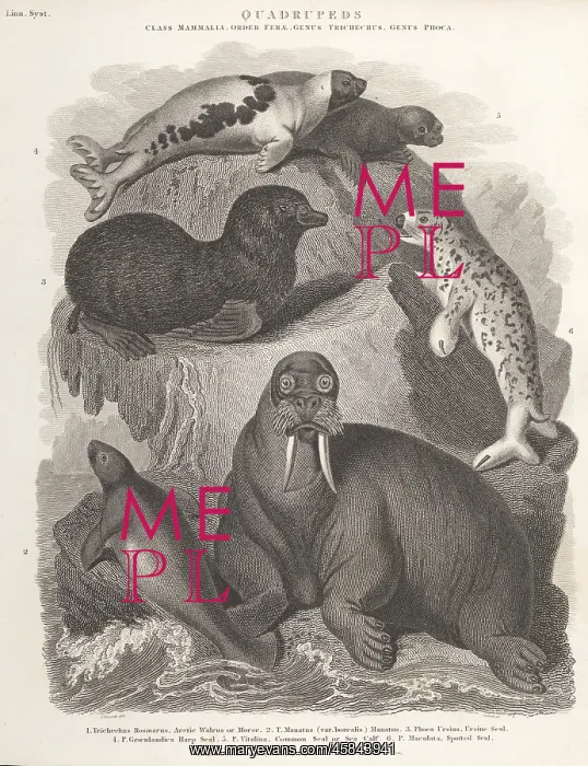 : Species of walrus, manatee and seals : Species of walrus, manatee and seals