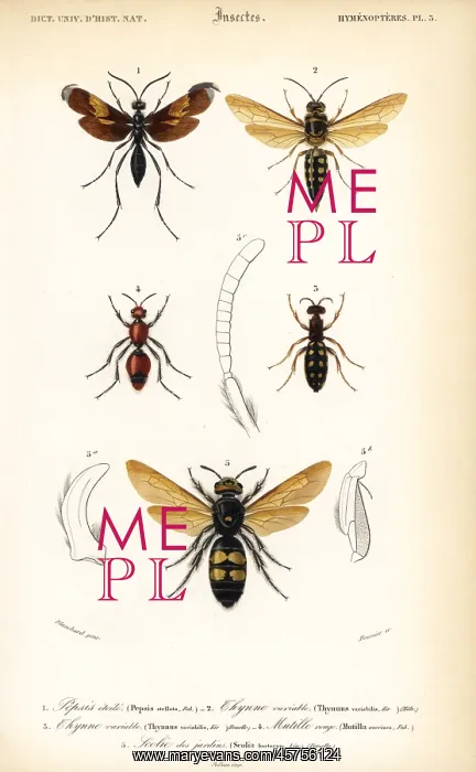 : Species of wasps : Species of wasps