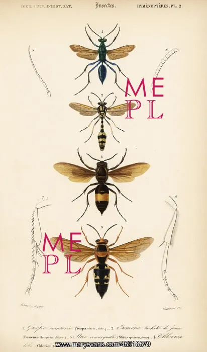 : Species of wasps : Species of wasps