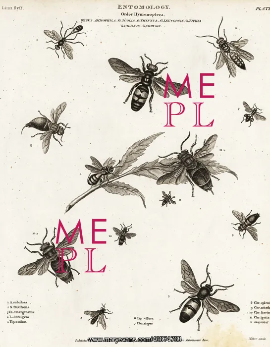 : Species of wasps : Species of wasps