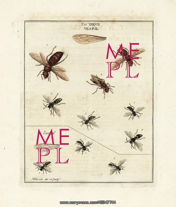 : Species of wasps and hornets : Species of wasps and hornets
