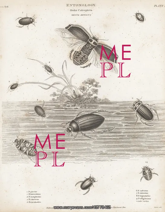 : Species of water beetles : Species of water beetles