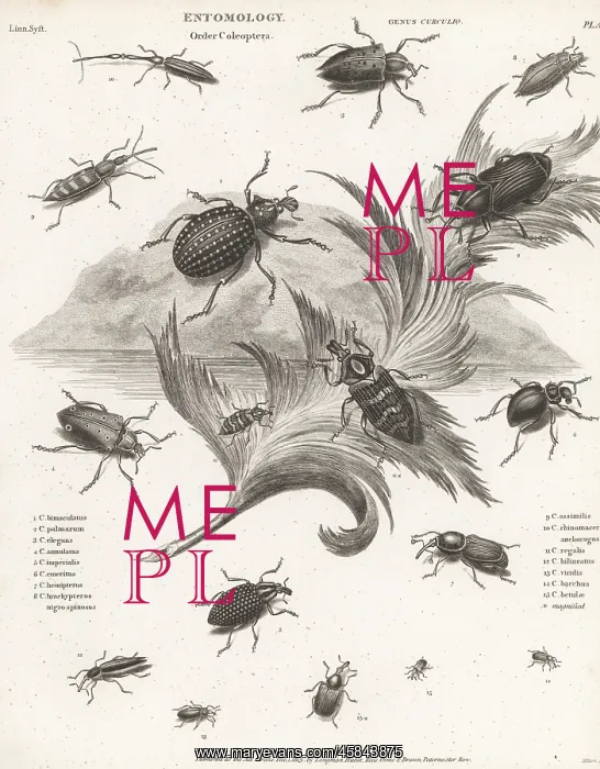 : Species of weevils : Species of weevils