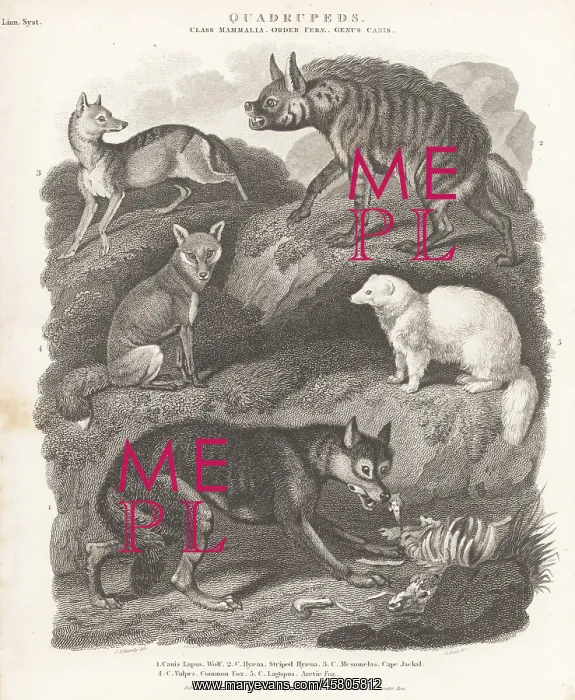 : Species of wolf, hyaena, and fox : Species of wolf, hyaena, and fox
