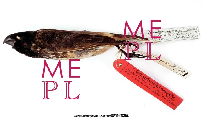 : bird. A specimen collected by Dr A. Habel, labelled Camarhynchus variegatus : bird. A specimen collected by Dr A. Habel, labelled Camarhynchus variegatus