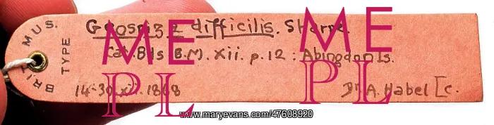 : Specimen label for Geospiza difficilis, sharp-beaked ground : Specimen label for Geospiza difficilis, sharp-beaked ground