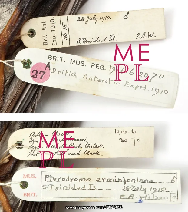 : Specimen labels for Herald petrel : Specimen labels for Herald petrel