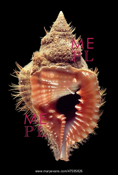  : Shell. Specimen shell held at the Natural History Museum, London