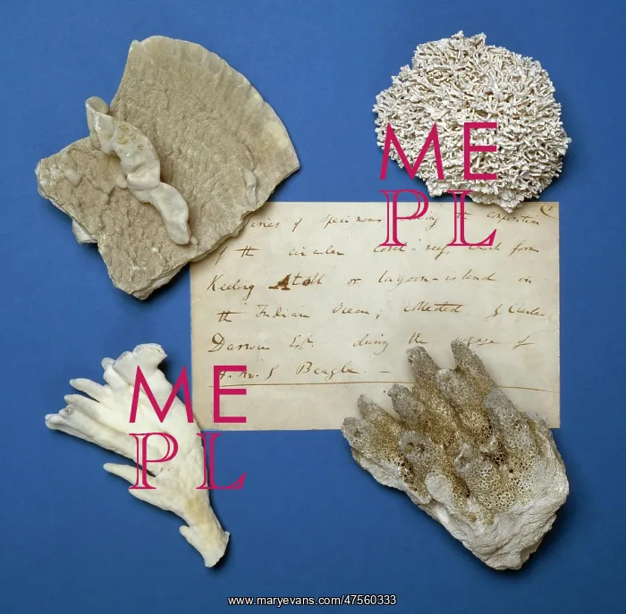 : Specimens from the Cocos-Keeling Atol : Specimens from the Cocos-Keeling Atol