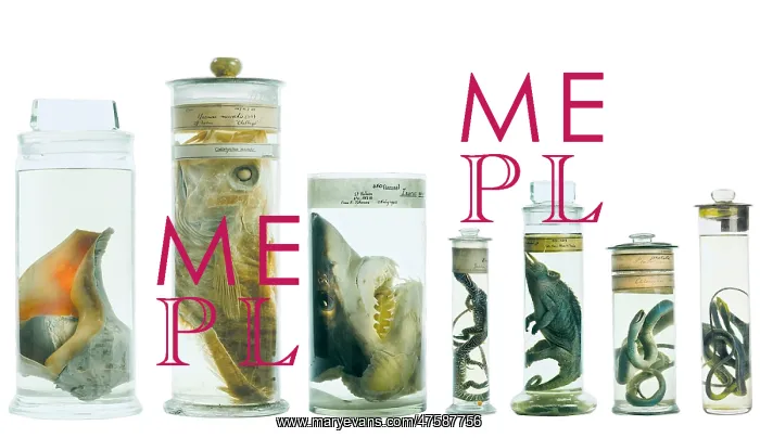 : Specimens in spirit jars : Specimens in spirit jars
