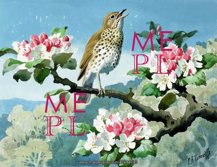  : Speckled thrush singing on a tree branch