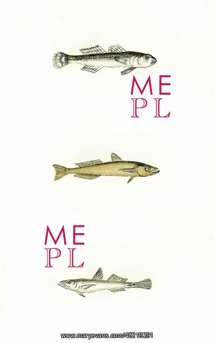 : Speckled, Transparent, and Slender Goby : Speckled, Transparent, and Slender Goby