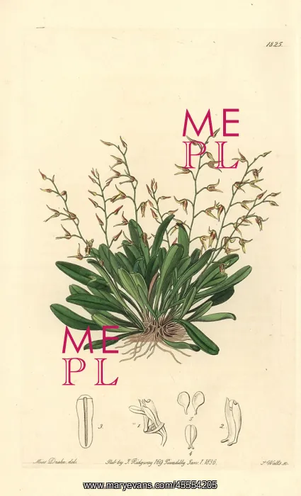 : Specklinia picta orchid : Specklinia picta orchid