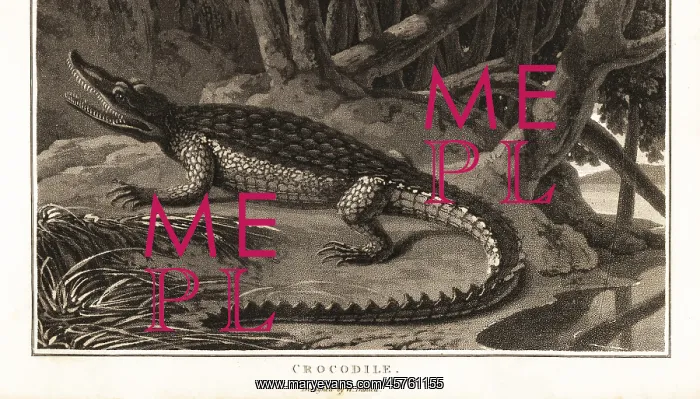 : Spectacled caiman, Caiman crocodilus : Spectacled caiman, Caiman crocodilus