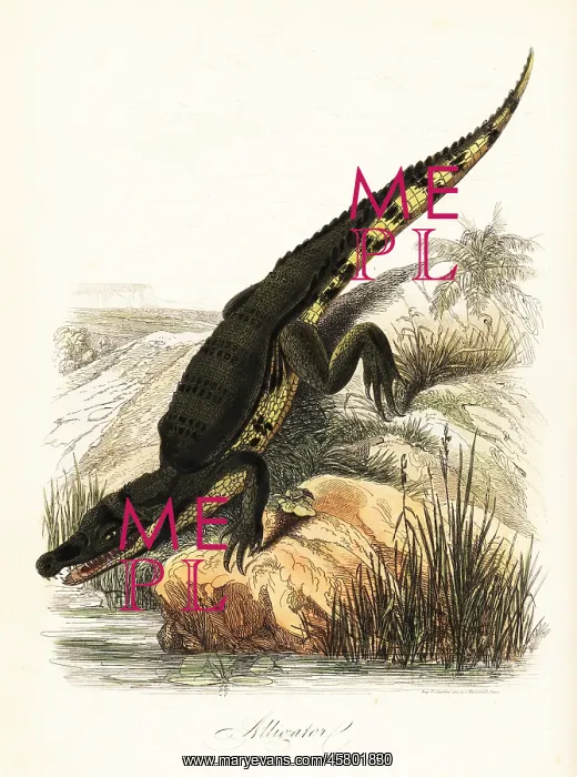 : Spectacled caiman, Caiman crocodilus : Spectacled caiman, Caiman crocodilus
