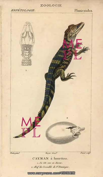 : Spectacled caiman, Caiman crocodilus : Spectacled caiman, Caiman crocodilus