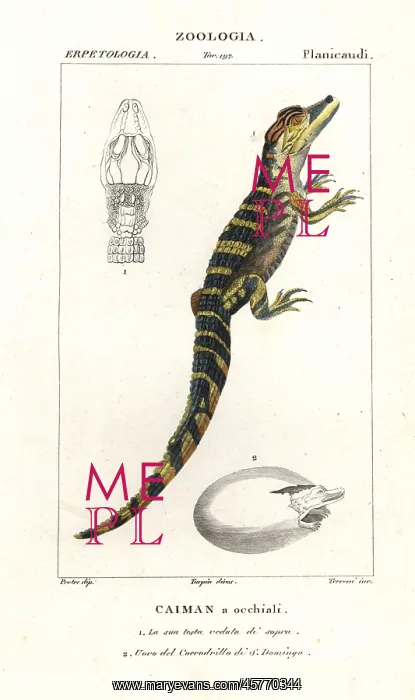 : Spectacled caiman and hatching egg of the American crocodile : Spectacled caiman and hatching egg of the American crocodile