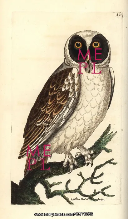 : Spectacled owl, Pulsatrix perspicillata : Spectacled owl, Pulsatrix perspicillata