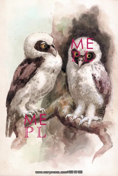  : Spectacled Owls