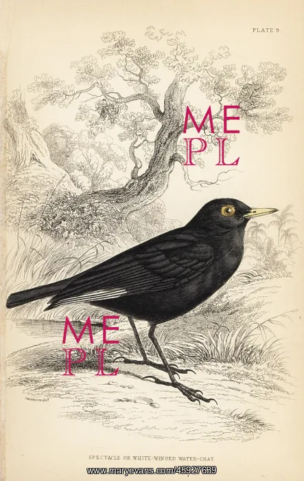 : Spectacled tyrant, Hymenops perspicillatus : Spectacled tyrant, Hymenops perspicillatus