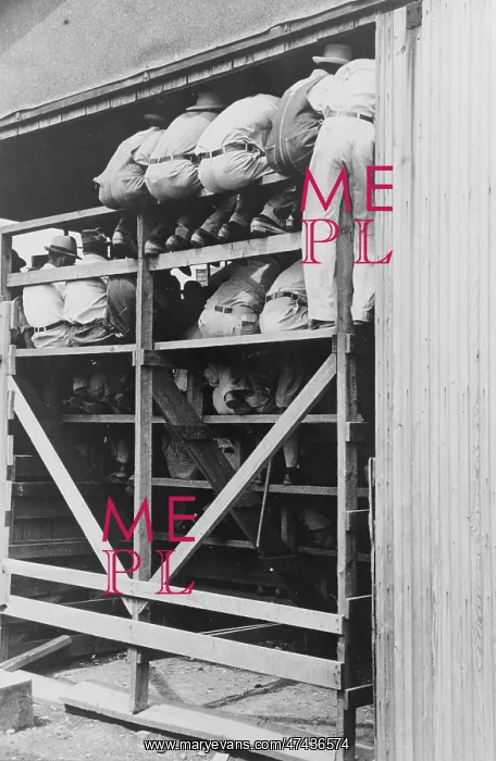 : Spectators at cattle auction, Sikeston, Missouri : Spectators at cattle auction, Sikeston, Missouri