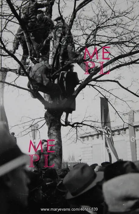 : Spectators in the trees at the Heldenplatz : Spectators in the trees at the Heldenplatz