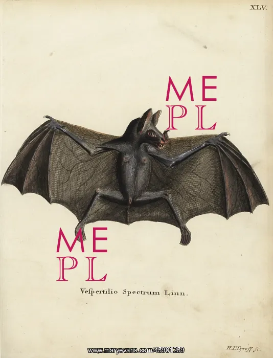 : Spectral bat or false vampire bat, Vampyrum spectrum : Spectral bat or false vampire bat, Vampyrum spectrum
